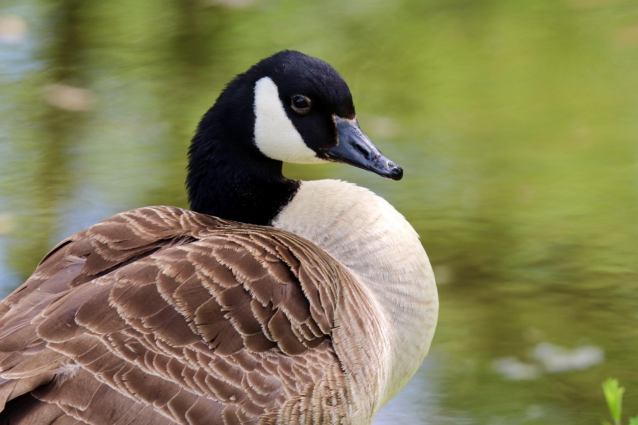 goose, nature, canada goose, wild goose, water bird, bird, plumage, beak, pond, animal, lake, wildlife
