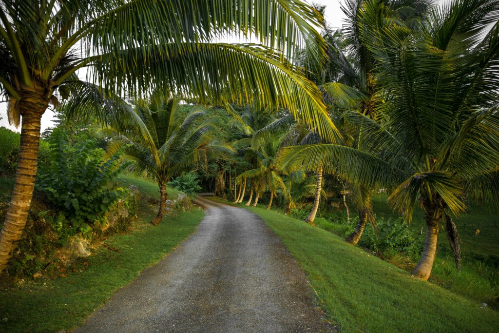 Captivating view of an unpaved road flanked by tropical palm trees in Jamaica, perfect for travel themes.